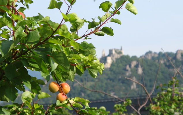 Haus Fries - Photo 30