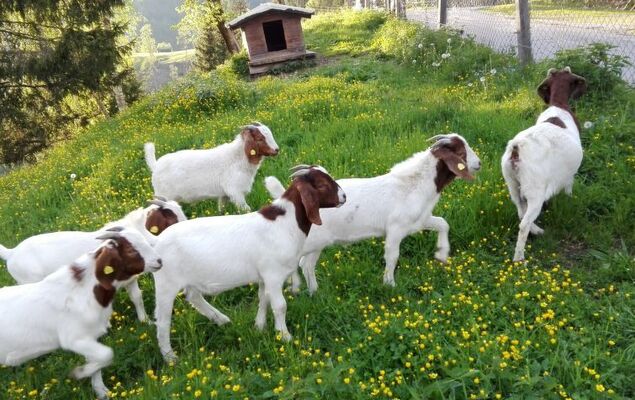 Bischofsmütze - Photo 27