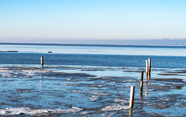 Silbermöwe - Photo 23